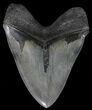Serrated, Megalodon Tooth - Monster Meg Tooth! #70774-2